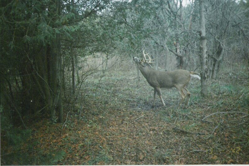 This mature buck is checking a "scrape" he and other bucks have left in order to scent check for estrous does.