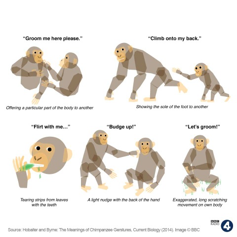 Deciphering Chimps Body Language - Body Language Project.com